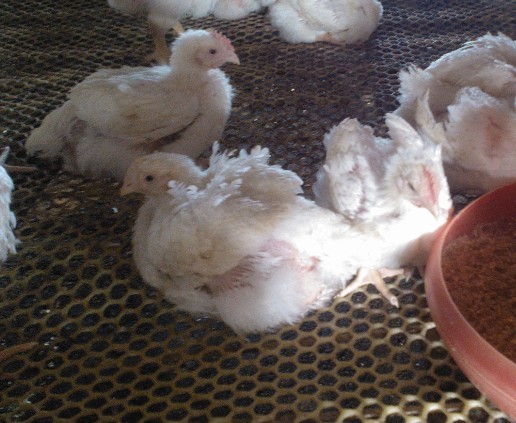 �A(y��)���ί��ټ�θ�׵���Чˎ---�����c��